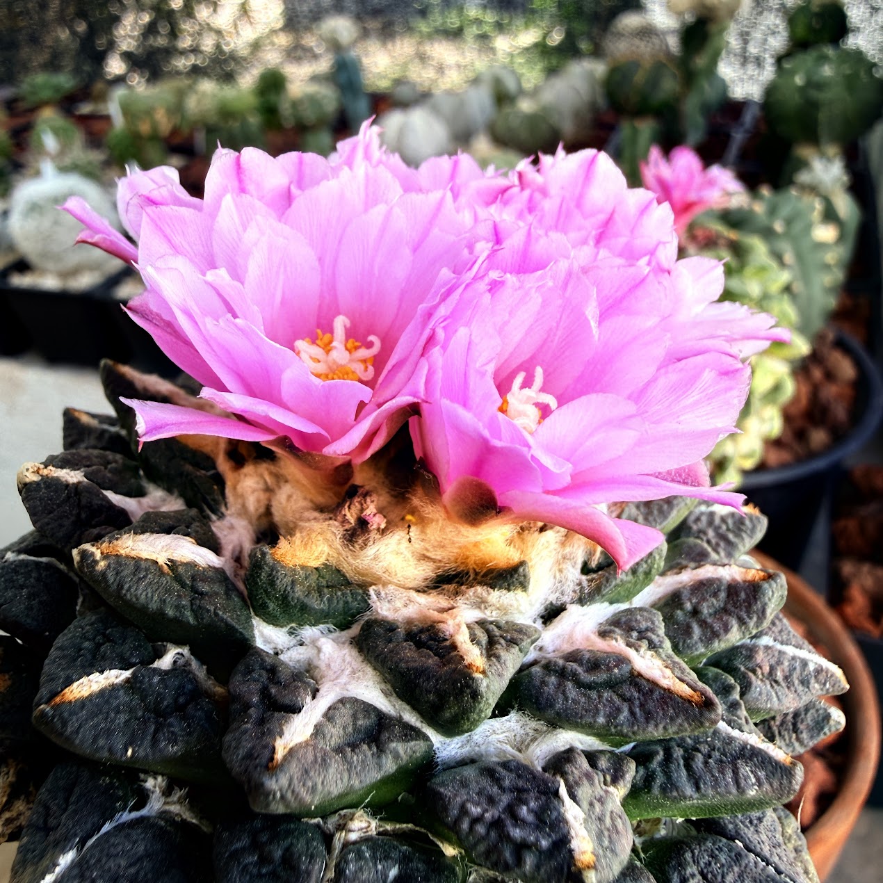 Ariocarpus retusus thumbnail 2